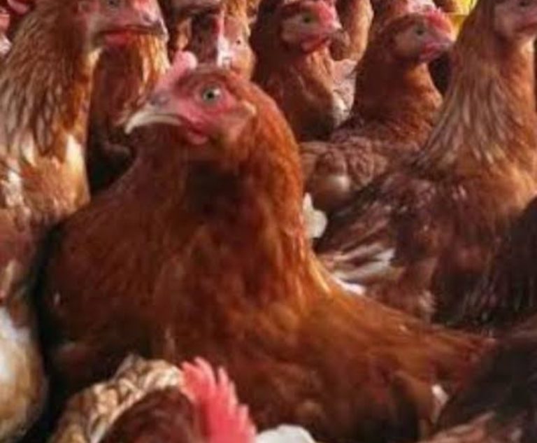 H-1 Idul Adha, Harga Ayam Afkir di Pasar Pangkalan Balai Banyuasin Tembus 80 Ribu