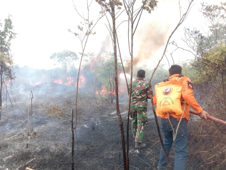 Luas Kebakaran Lahan Milik Dinas Kehutanan Provinsi Sumsel  Kurang Lebih 50 Hektar