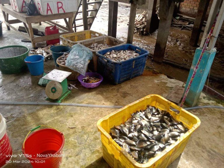 Banjir di Pagar Bulan Banyuasin Surut, Ikan pun Melimpah 