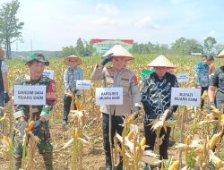 Panen Raya Jagung, Polres Muara Enim Dukung Swansembada Pangan Nasional 2025