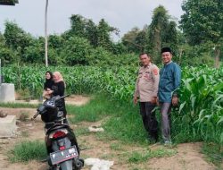 Polsek Muara Kuang Bersama Kepala Desa Munggu Tinjau Perkembangan Tanaman Jagung Program Ketahanan Pangan