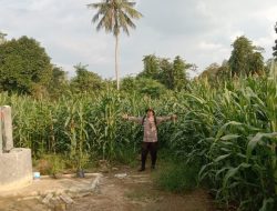 Bhabinkamtibmas Polsek Muara Kuang Lakukan Kegiatan Rutin Pengecekan Perkembangan Tanaman Jagung Ketahanan Pangan
