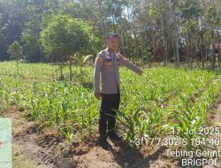 Dukung Ketahanan Pangan, Bhabinkamtibmas Polsek Indralaya Tinjau Lahan Jagung di Desa Tanjung Lubuk 