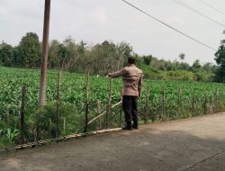 Personel Polsek Muara Kuang Cek Tanaman Jagung di Desa Serimenanti Program Ketahanan Pangan