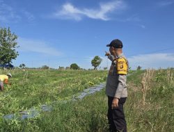 Dukung Program Ketahanan Pangan, Bhabinkamtibmas Polsek Indralaya Cek Lahan Jagung di Desa Tanjung Pering