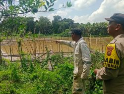 Tanaman Jagung Bantuan Dinas Pertanian Terendam Luapan Sungai Ogan, Polsek Muara Kuang Polres Ogan Ilir Lakukan Pengecekan dan Himbauan
