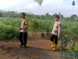KAPOLSEK MUARA KUANG CEK PERKEMBANGAN TANAMAN JAGUNG DALAM PROGRAM KETAHANAN PANGAN DI DESA RANTAU SIALANG 