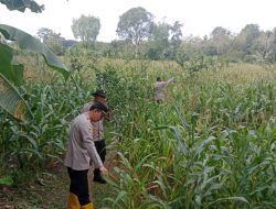 Kapolsek Muara Kuang Cek Langsung Tanaman Jagung, Dalam Rangka Ketahanan Pangan Di Desa Serimenanti