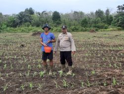 CEK TANAMAN JAGUNG, KANIT BINMAS POLSEK POLSEK MUARA KUANG PERHATIKAN KONDISI LAHAN