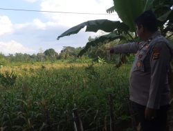 Kanit Binmas Polsek Muara Kuang dan Warga Cek Perkembangan Ketahanan Pangan Tanaman Jagung