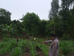 Kanit Binmas Polsek Muara Kuang Polres Ogan Ilir Dukung Ketahanan Pangan Lewat Pemantauan Jagung