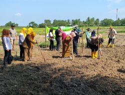 KEGIATAN PENANAMAN  JAGUNG PROGRAM KETAHANAN PANGAN POLSEK INDRALAYA – POLRES OGAN ILIR DI DESA TANJUNG SEJARO KEC. INDRALAYA  KAB.OGAN ILIR