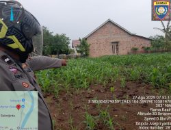 Kanit Binmas Polsek Muara Kuang ketahanan pangan monitoring tanam tumbuh jagung di lahan kelompok tani desa Ramakasih