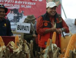 Bupati Banyuasin: “Alhamdulillah Panen Jagung Air Salek Meningkat Tinggi Diluar Target”