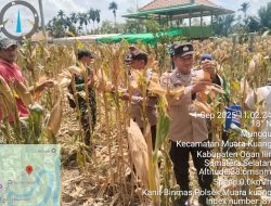 PERSONIL POLSEK MUARA KUANG DAN BHABINKAMTIBMAS HADIRI KEGIATAN PANEN JAGUNG PROGRAM KETAHANAN PANGAN PEMERINTAH DESA MUNGGU KECAMATAN MUARA KUANG