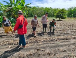 Polsek Indralaya Dukung Program Ketahanan Pangan Menanam Jagung di Desa Tanjung Seteko