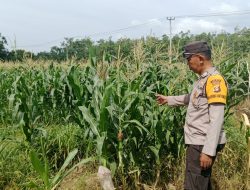 Bhabinkamtibmas Polsek Muara Kuang Ketahanan Pangan Monitoring tanam tumbuh Jagung di lahan petani desa Tanah Abang Ulu