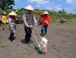 Kanit Binmas dan Bhabinkamtibmas Terjun Langsung Dampingi Petani Jagung di Desa Sukamulya