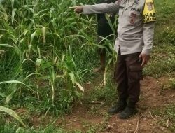 Bhabinkamtibmas Polsek Muara Kuang Petani Cek Tanaman Jagung Di Desa Tanah Abang Ilir