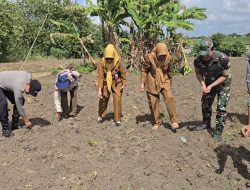 Bhabinkamtibmas Polsek Ìndralaya Hadiri Penanaman Jagung, Di Desa Tanjung Pering Wujud Dukungan Polri untuk Ketahanan Pangan