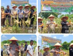 Dukung Ketahanan Pangan, Polsek Indralaya Lakukan Panen Jagung di Desa Tebing Gerinting