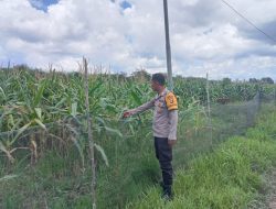 Bhabinkamtibmas Polsek Muara Kuang Laksanakan Pengecekan Perkembangan Tanaman Jagung di Desa Tanabang Ilir