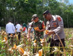 Kapolsek Indralaya Hadiri Langsung Panen Jagung di Desa Tanjung Lubuk Kecamatan Indralaya selatan