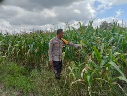 Kanit Binmas Polsek Muara Kuang Cek Ketahanan Pangan Tanaman Jagung Di Desa Tanabang Ilir 
