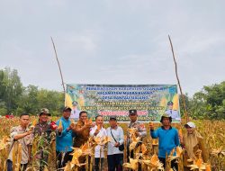 Kapolsek Muara Kuang Diwakili Kanit Kasium Menghadiri Kegiatan Panen Raya Jagung Di Desa Rantau Sialang