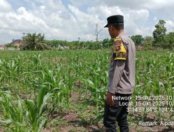 Bhabinkamtibmas Polsek Indralaya Cek Kebun Jagung Pesantren,Raudhatul Ulum Sakatiga Pastikan Program Pangan Berjalan Lancar