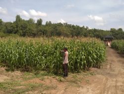 PS Kanit Binmas Polsek Muara Kuang Lakukan Cek dan Pengamanan Lahan Jagung dalam Program Ketahanan Pangan Di Desa Srikembang