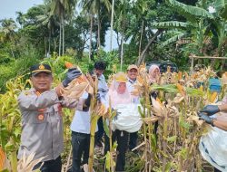 KEGIATAN PANEN JAGUNG PROGRAM KETAHANAN PANGAN POLSEK INDRALAYA POLRES OGAN ILIR DI DESA SAKATIGA KECAMATAN INDRALAYA KABUPATEN OGAN ILIR