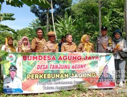 Kapolsek Indralaya Hadiri Panen Jagung Di Desa Tanjung Agung 