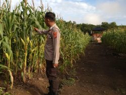 PS Kanit Binmas Polsek Muara Kuang Çek Dan Terus Memantau Perkembangan Tanaman Jagung program Ketahanan Pangan