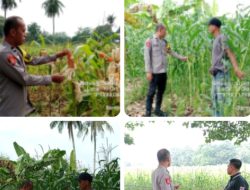 Sukseskan Ketahanan Pangan Nasional, Bhabinkamtibmas Polsek Indralaya Rutin Cek Lahan Jagung