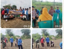 Penanaman Jagung Pendampingan Polsek Indralaya Polres Ogan Ilir di Lahan Bumdes Permata Gemilang Desa Permata Baru 