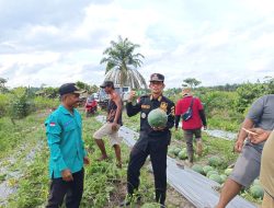 Sumito SH.,MSI Camat Pulau Rimau Panen Semangka di Lahan BUMDes Senda Makmur