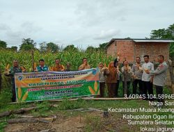 Kanit Binmas dan Kanit Kasium Polsek Muara Kuang Hadiri Panen Jagung Di Desa Nagasari