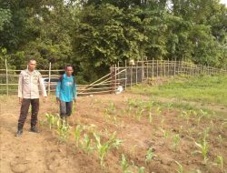 Ps Kanit Binmas Polsek Muara Kuang Cek Perkembangan Tanaman Jagung di Desa Tambang Rambang Kecamatan Rambang Kuang