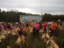 Kapolsek Muara Kuang Bersama Ibu Bhayangkari Ranting Muara Kuang Panen Jagung Program Ketahanan Pangan Di Desa  Serikembang