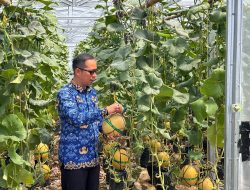 Kualitas Meningkat, Lapas Kelas IIA Banyuasin Kembali Panen Melon Inthanon 1.250 Kg