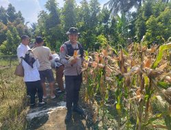 BHABINKAMTIBMAS PANTAU PROSES PANEN JAGUNG DI LAHAN SATU HEKTARE BINAANNYA