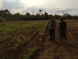 Kanit Binmas Polsek Muara Kuang Monitoring Perkembangan Tanaman Jagung Pipil di Desa Tambang Rambang