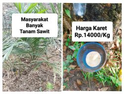 Harga Karet Merangkak Naik, Kemungkinan Efek dari Warga Banyak Beralih ke Tanaman Sawit