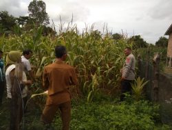 Personil Polsek Muara Kuang Lakukan Pemantauan Perkembangan Tanaman Jagung sebagai Bentuk Ketahanan Pangan