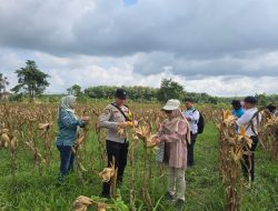 Dukung Ketahanan Pangan, Kapolsek Indralaya  Hadiri Panen Jagung Bersama Pemerintah dan Warga Desa Sukamulya