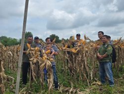 Polres Ogan Ilir melalui Polsek Indralaya Panen Jagung Program Ketahanan Pangan di Desa Tanjung Pering