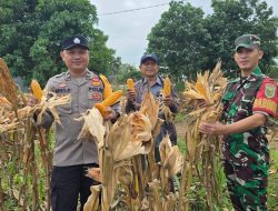 KEGIATAN PANEN JAGUNG PROGRAM KETAHANAN PANGAN POLSEK INDRALAY  POLRES OGAN ILIR DI DESA TANJUNG PERING KEC. INDRALAYA UTARA KAB.OGAN ILIR