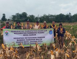 Bhabinkamtibmas Polsek Muara Kuang Bersama Masyarakat Panen Perdana Jagung di Desa Sunur Kecamatan Rambang Kuang