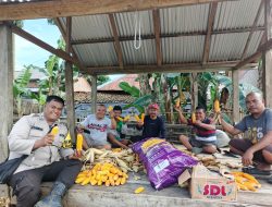 Bhabinkamtibmas Polsek Muara Kuang Hadiri Kegiatan Panen Jagung di Desa Ulak Segara